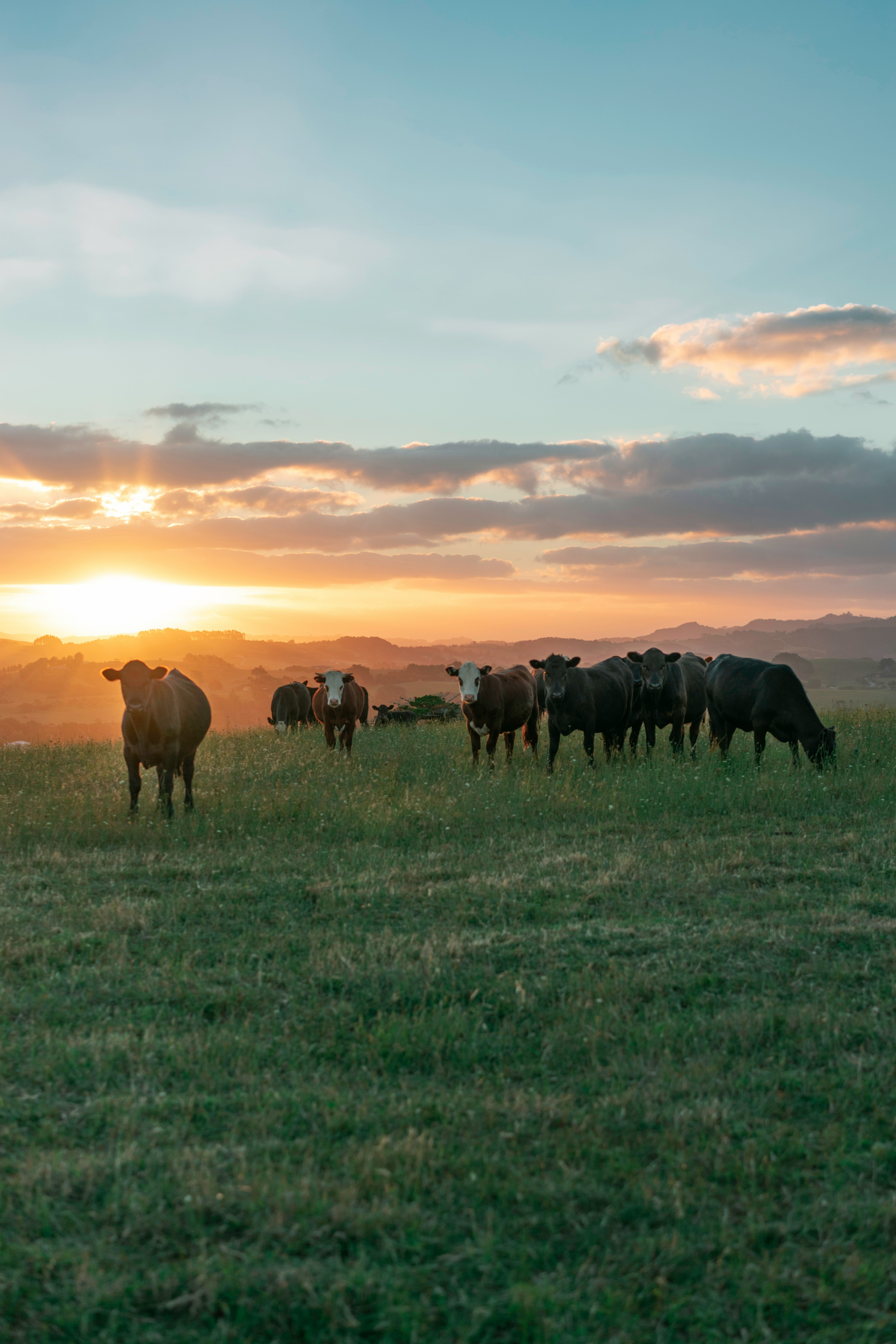 Cattle in pasture at sunset